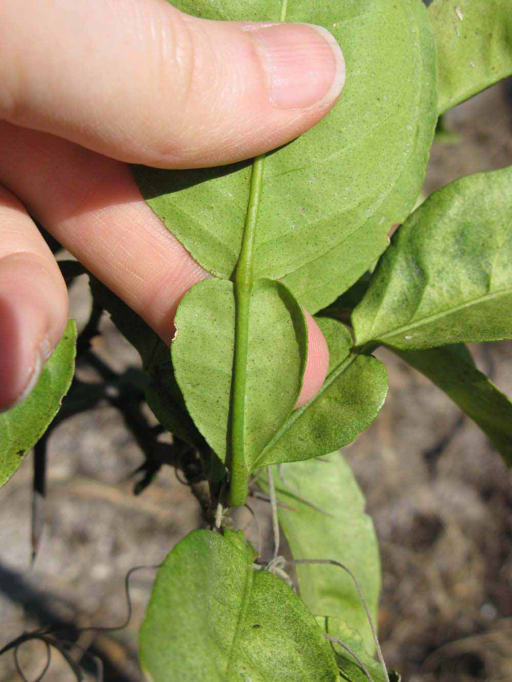              Petiole (Winter Haven, FL)       